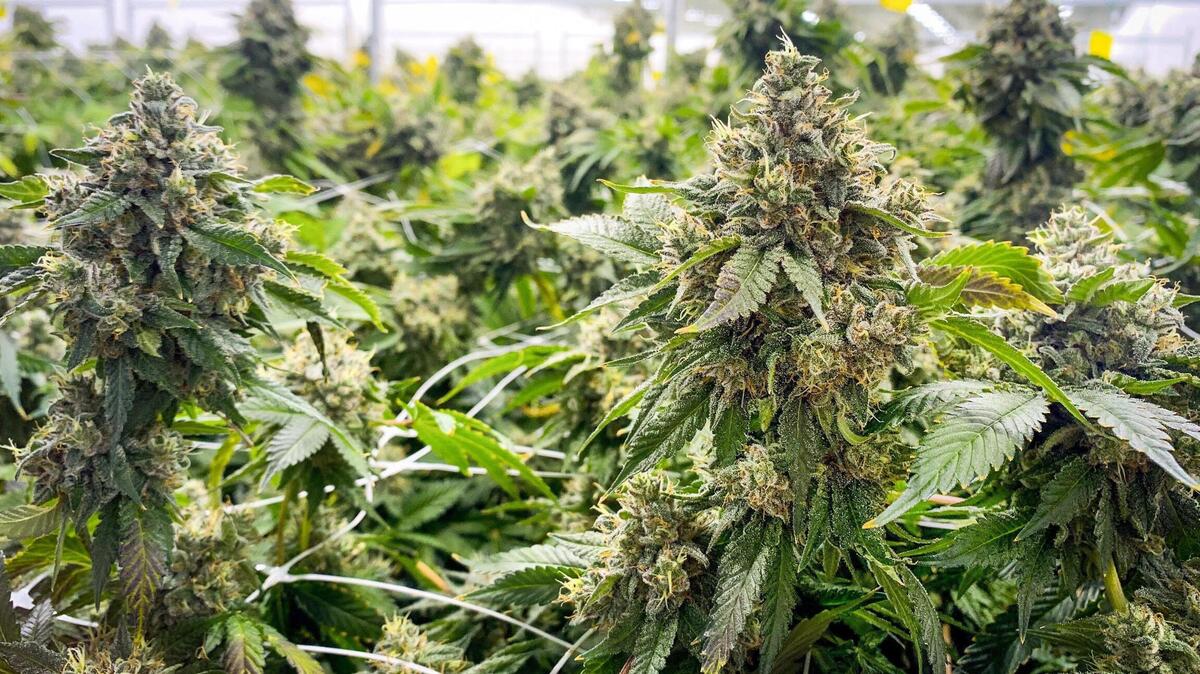 Police are working with prosecutors to file charges against a suspect in two break-ins at medical marijuana dispensaries in Kansas City.