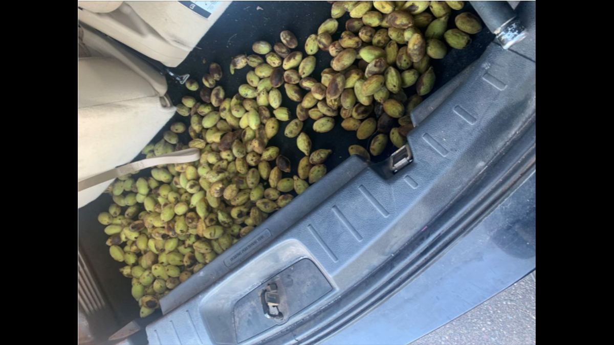 A squirrel startled a Minnesota police officer while he was driving, and led him to a secret stash hidden nearby.