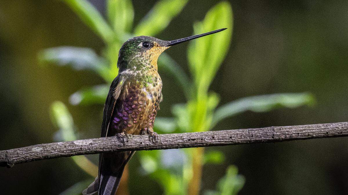 A hummingbird lands on a flower.