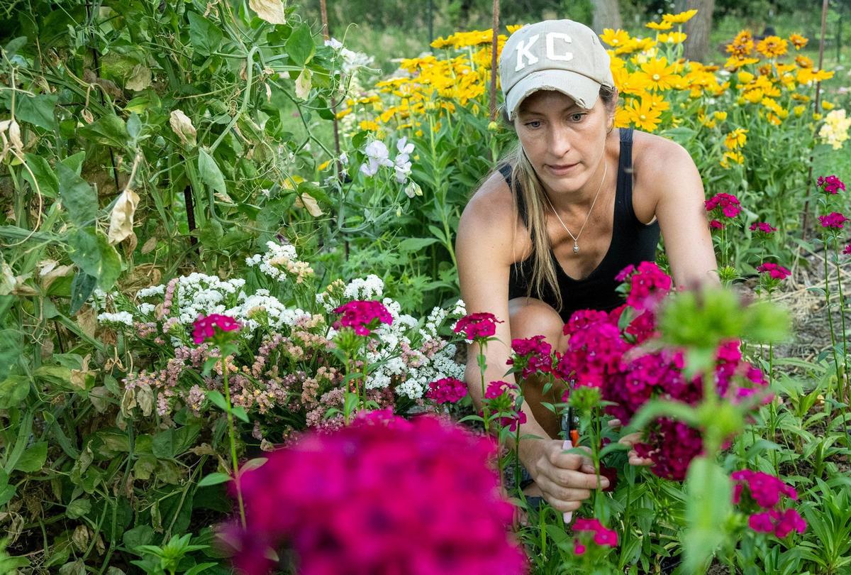 Hutchison harvests dianthus grown on her farmette.