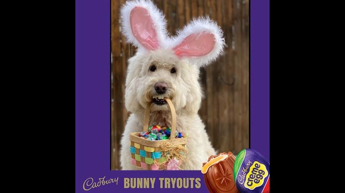 Annie Rose is an English doodle from Ohio that will be Cadbury’s bunny for 2022.