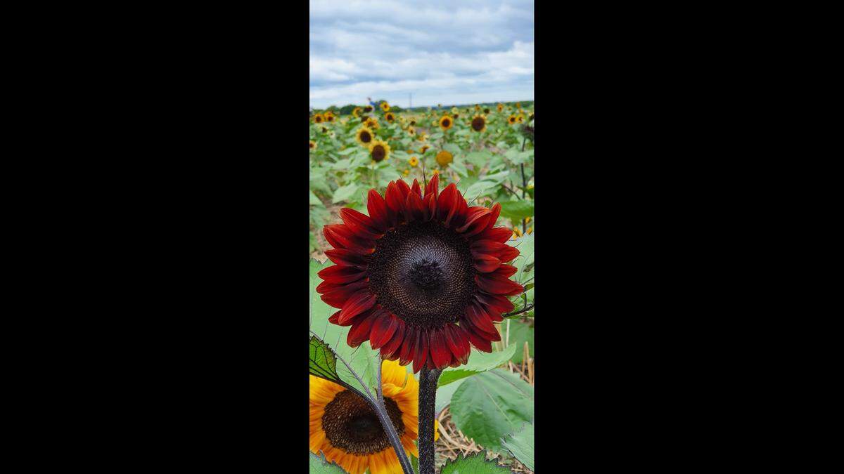 Extension agent Markis Hill loves burgandy-colored sunflowers.