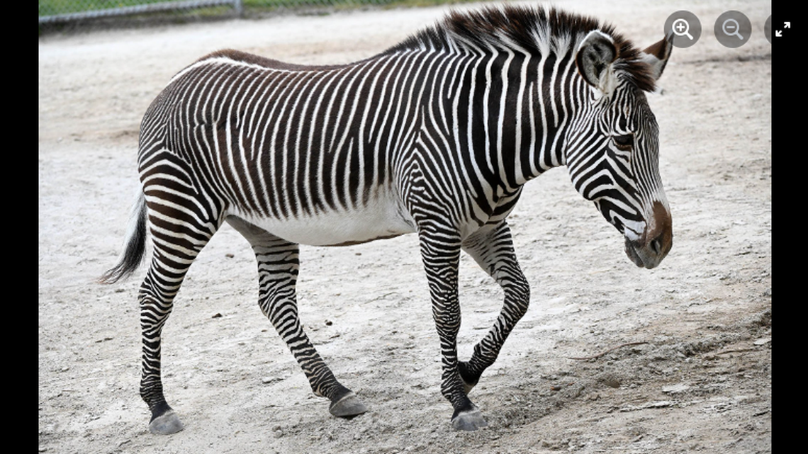 An endangered zebra died while trying to give birth to her male foal, an Illinois zoo said. The baby couldn’t be delivered.