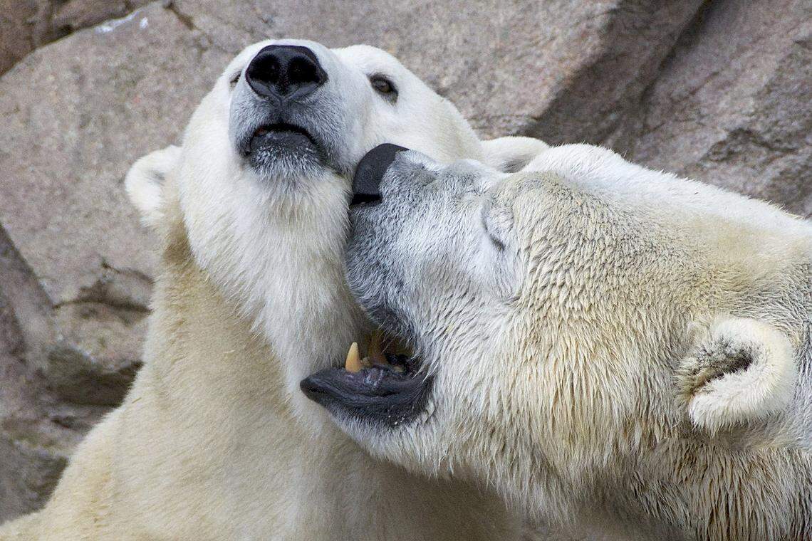 Nikita and Anana, the North Carolina Zoo's breeding polar bear couple, are being affectionate together during the 2018 breeding season.