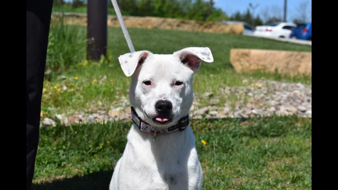 Meet two dogs filled to the brim with love, as well as a cat who lives up to his name