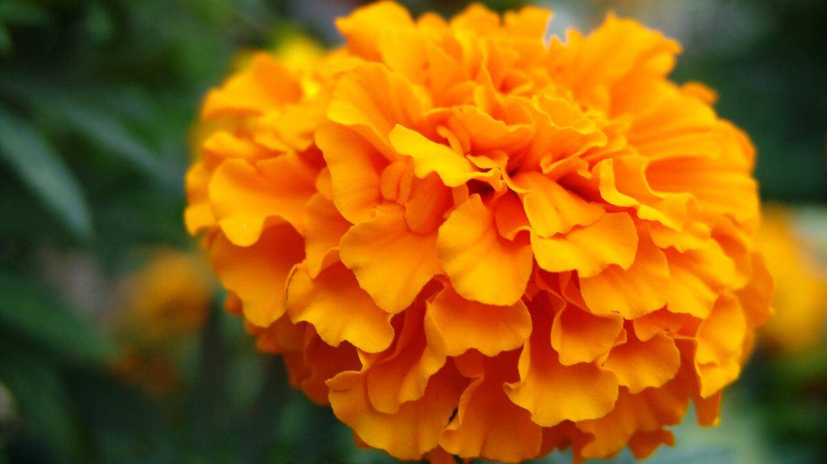 Beautiful marigolds and other annuals are calling from garden centers. Here’s how to help them thrive in your garden.