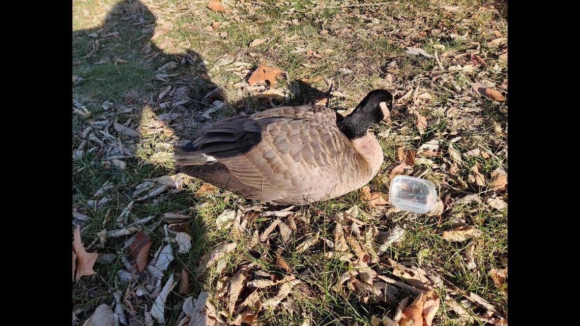 A picture of a bird showing symptoms of avian flu, provided by Operation Wildlife. The organization has seen an uptick in calls about birds in the Kansas City area showing symptoms.