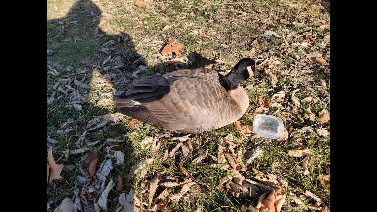 A picture of a bird showing symptoms of avian flu, provided by Operation Wildlife. The organization has seen an uptick in calls about birds in the Kansas City area showing symptoms.