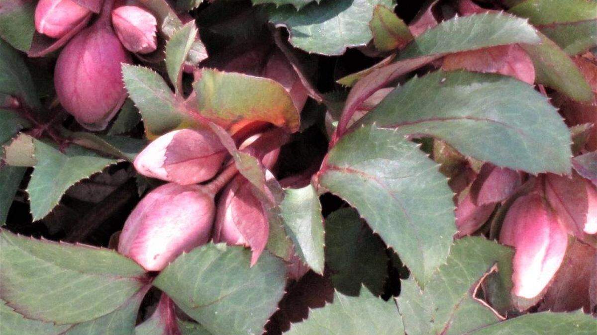 Often, the first perennial to bloom is Lenten rose, which show flowers in late February or early March.