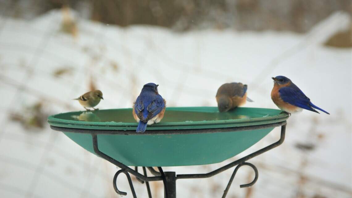 This type of seed will attract a wide variety of birds to your backyard over winter