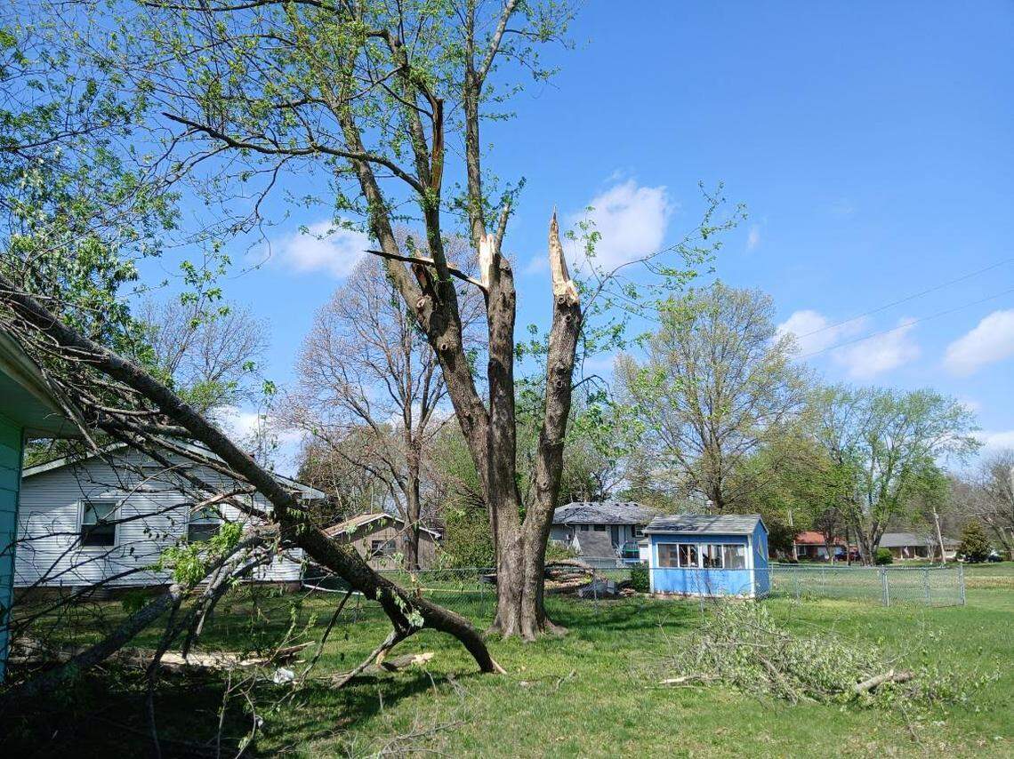 The downed tree in Susan Pilgrim’s backyard. It landed on the Spring Hill resident’s roof during Monday’s storms. 