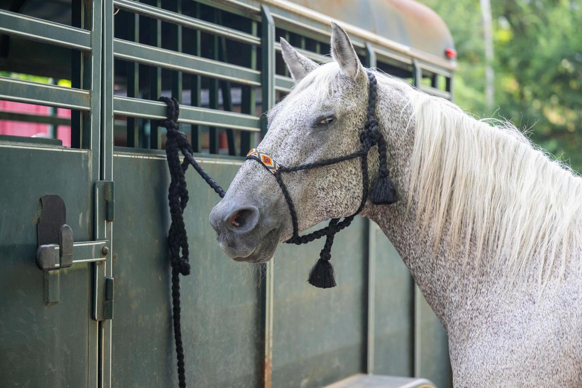 Fetty Wap, Daniel Bey’s horse that is blind in one eye, like the famous rapper by the same name, at his Bey’s uncle’s ranch in Kansas City, Kansas, on Wednesday, July 16, 2025. Fetty Wap and his owner, Daniel Bey, will be participating in the Black Rodeo USA stop in Kansas City on July 26th at the American Royal Center.