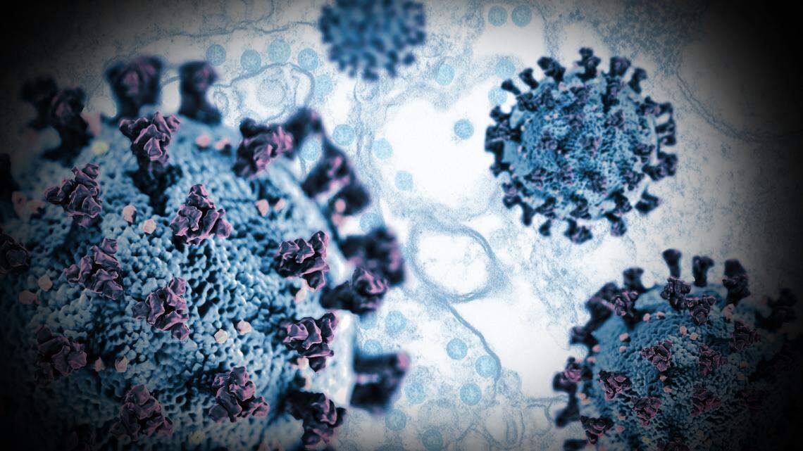 The coronavirus gets its name from how it looks under a microscope: “Corona” means “crown” in Latin.