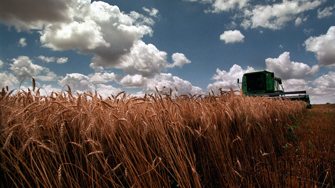 Alternative crops on California farms offer options beyond fallowing land | Opinion