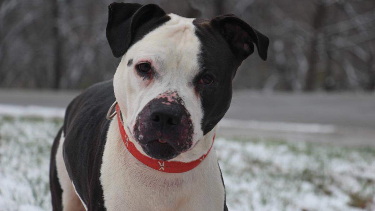 Max