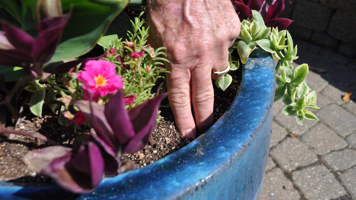 Plants wilting? They may be over- or under-watered. Here’s how to tell.