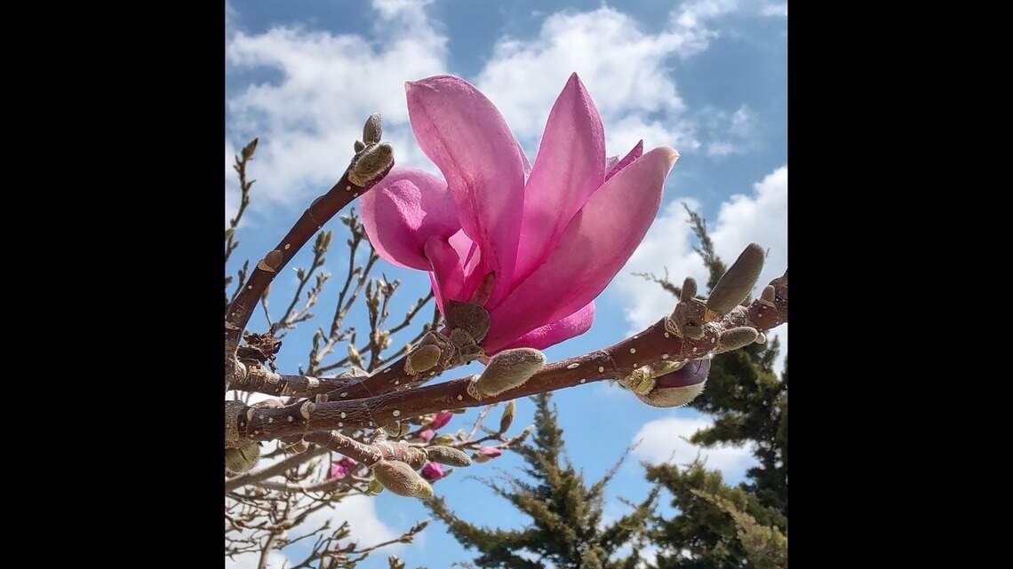 Not so fast: Before tackling spring garden tasks, consider wild temperature swings
