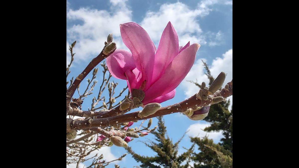 Saucer magnolias are infamous for losing their blooms to a cold snap just as they’re opening. Experts are working hard to test plants better suited to the Kansas City area, with its wildly swinging March temperatures.