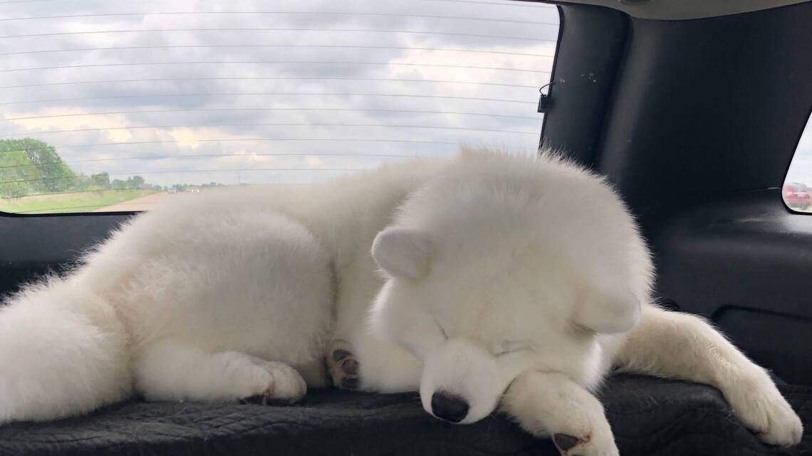 Don’t choose a fluffy Samoyed just because Taylor Swift, Travis Kelce did, vets warn