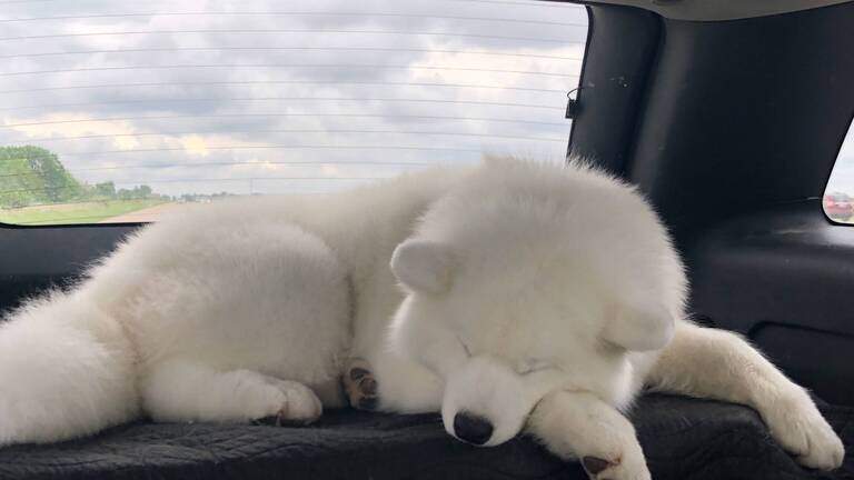 Don’t choose a fluffy Samoyed just because Taylor Swift, Travis Kelce did, vets warn