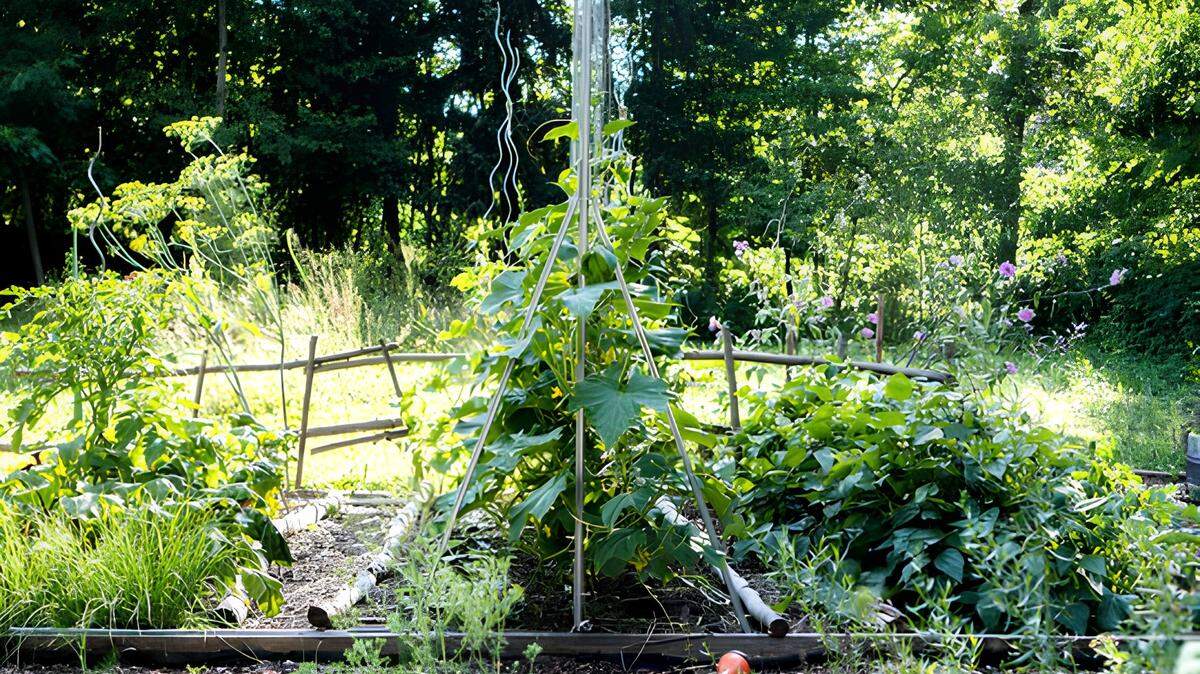 Intercropping, despite its challenges, can lead to improved crop yields, disrupted pest and disease spread, enhanced soil biodiversity, erosion control.