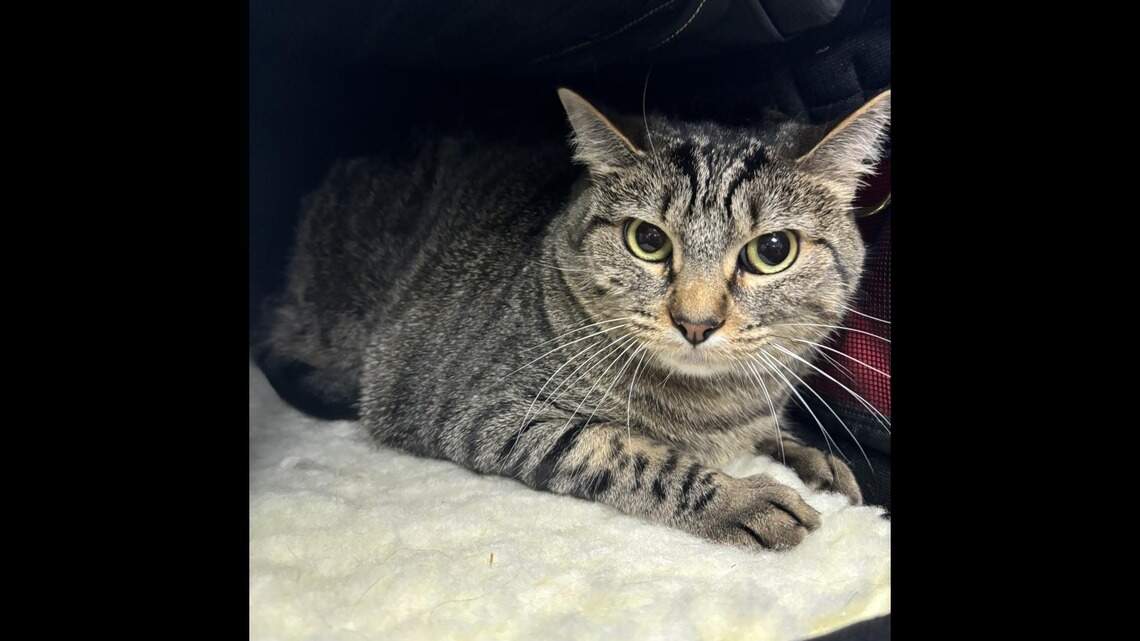 Looking for a low-maintenance companion? Meet this serene cat at Shawnee shelter
