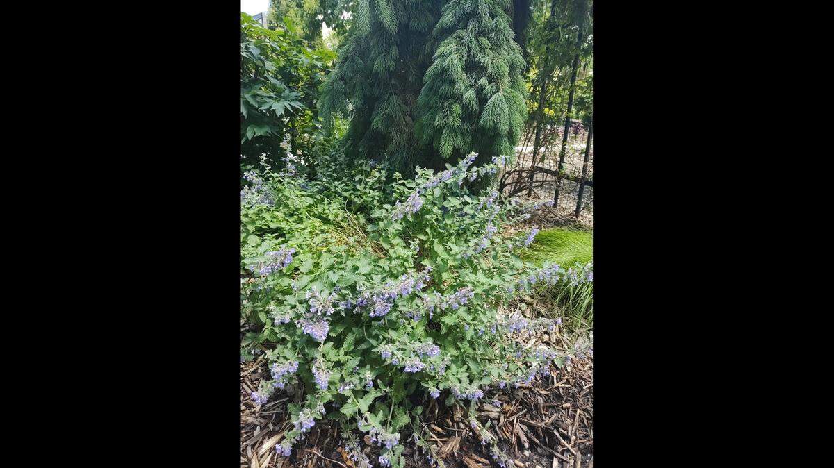Nepeta, or catmint, responds well to this removal of the old flowering growth.