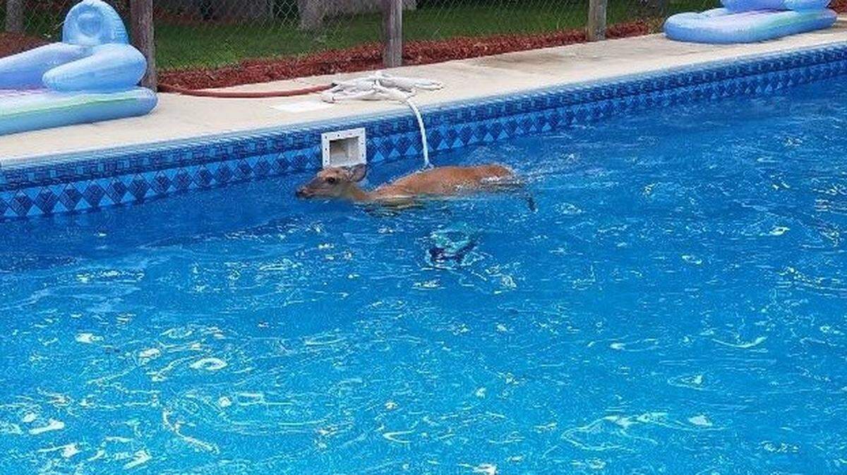 Police in the township of Hamilton, New Jersey posted Facebook photos of a deer swimming laps in a backyard swimming pool. They joked that it was getting in shape for winter.