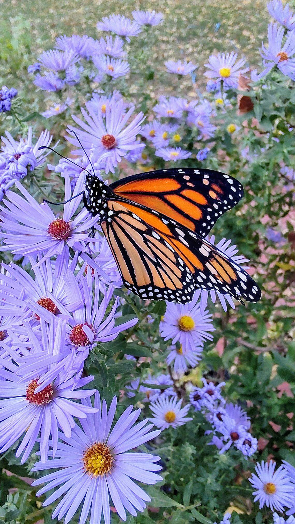 Asters are essential fall flowers, serving as host plants for at least 100 butterfly species.