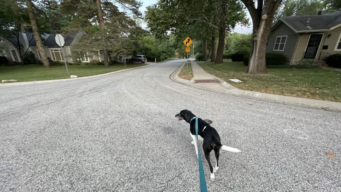 Bovine? Hardly, but this dog is a steady anchor as world tries to get back to normal