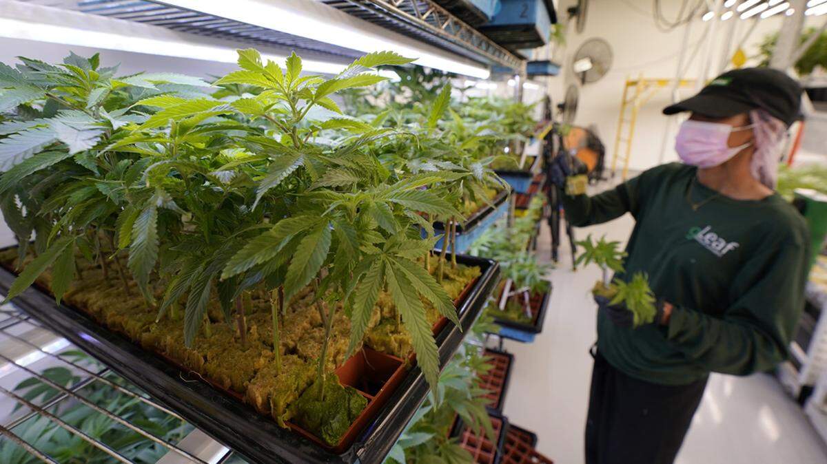A worker arranges juvenile marijuana plants at the Greenleaf Medical Cannabis facility in Richmond, Virginia.