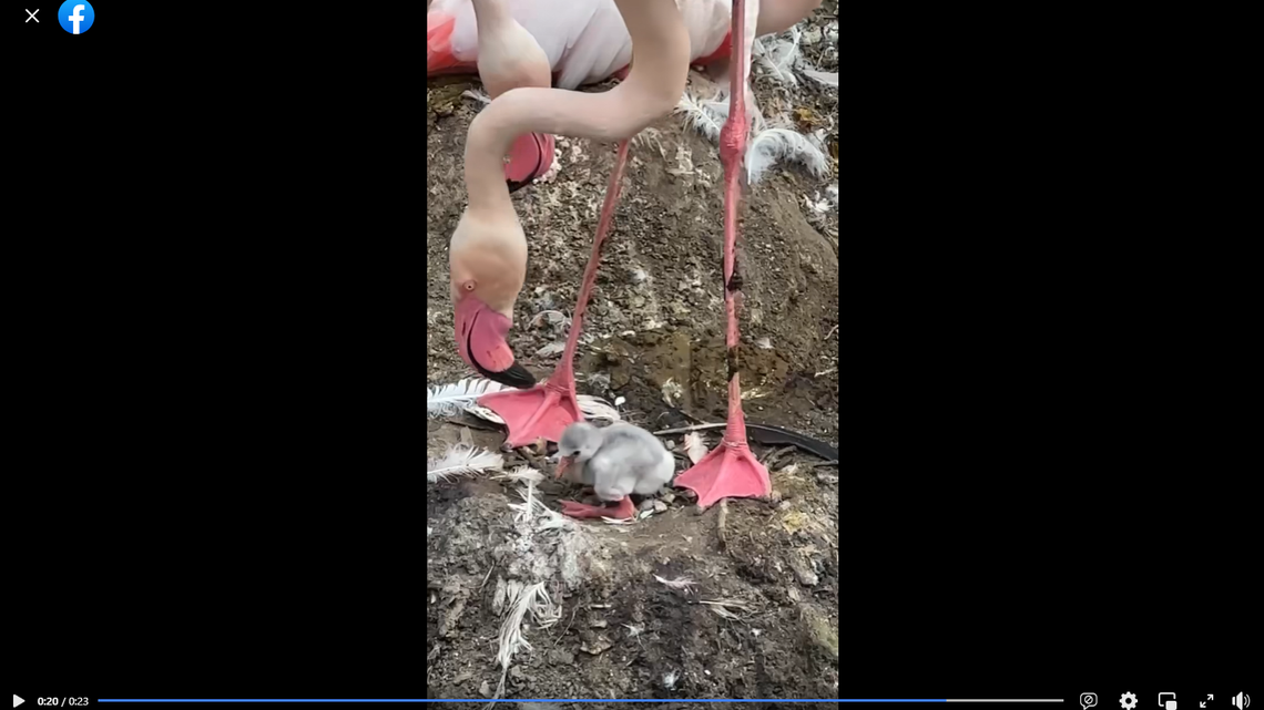 This baby flamingo was the first to hatch at the Cincinnati Zoo & Botanical Garden in 2023.