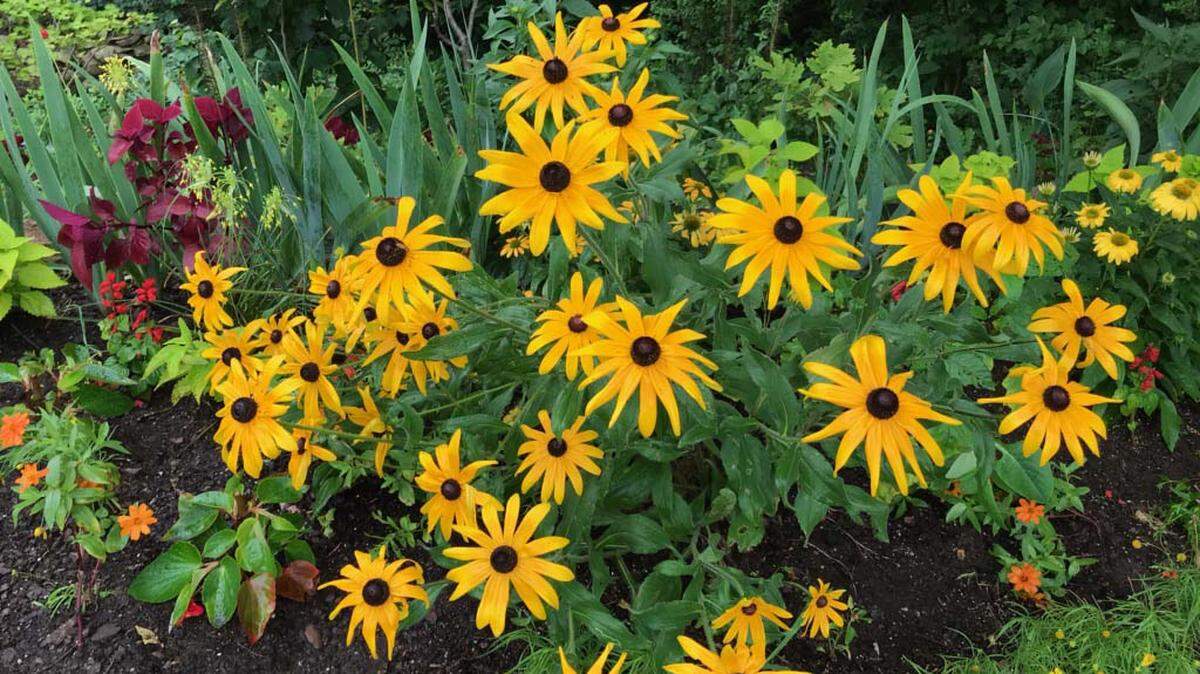 Native rudbeckia adds a bright splash to the garden.