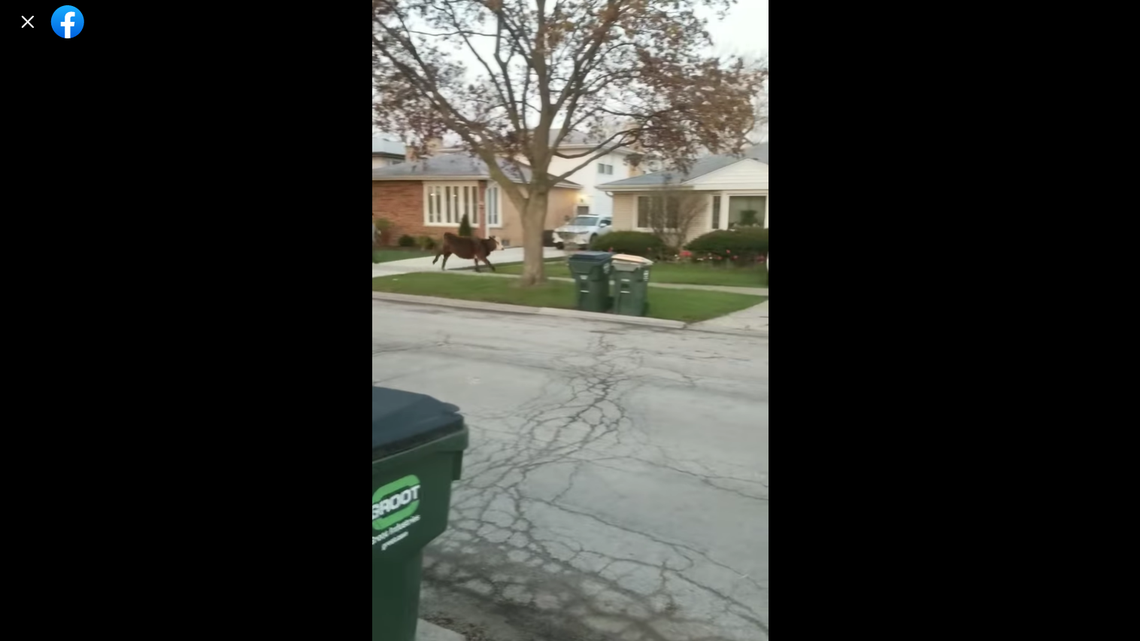 A cow runs through a neighborhood after escaping from students during a senior prank.
