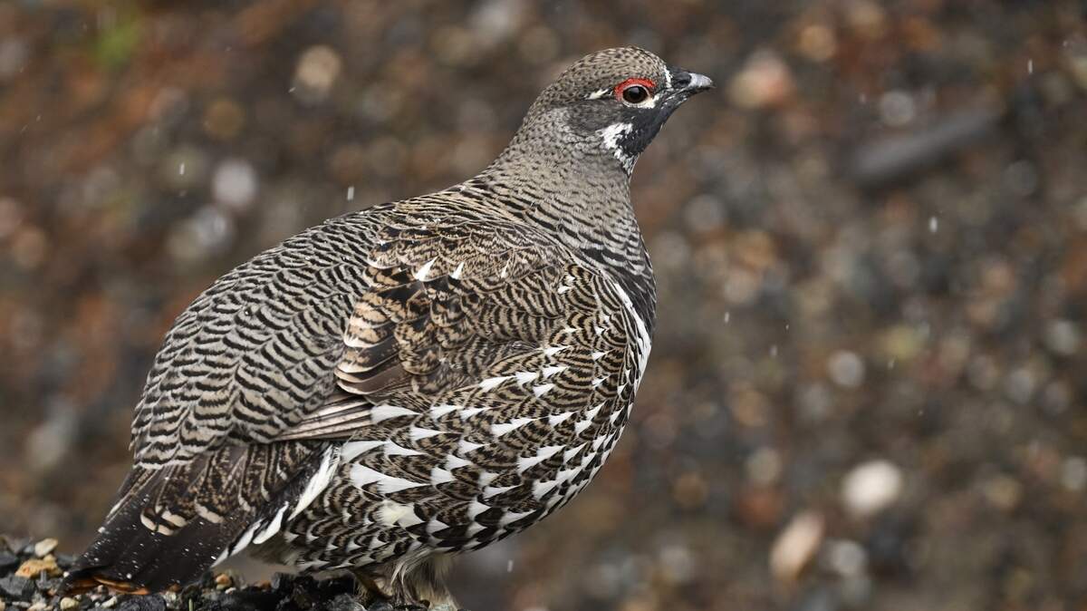 Robot Birds Have Entered National Park in Conservation Effort