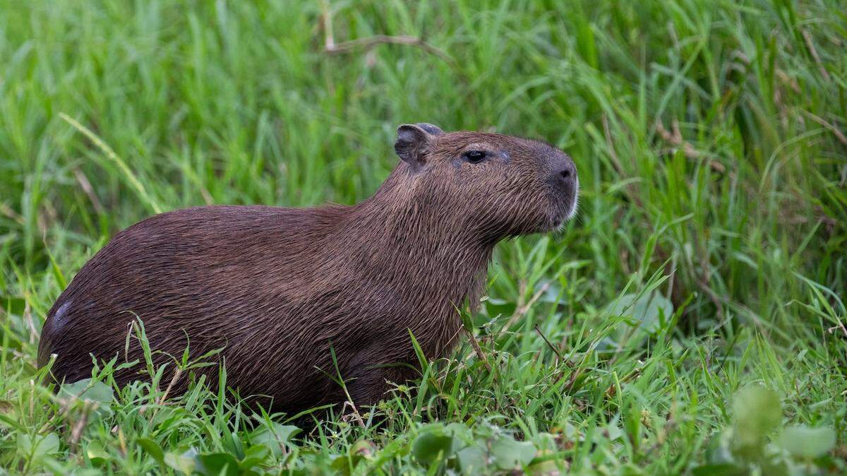 Zoo Carrying Out Extensive Searches After Capybara Escapes