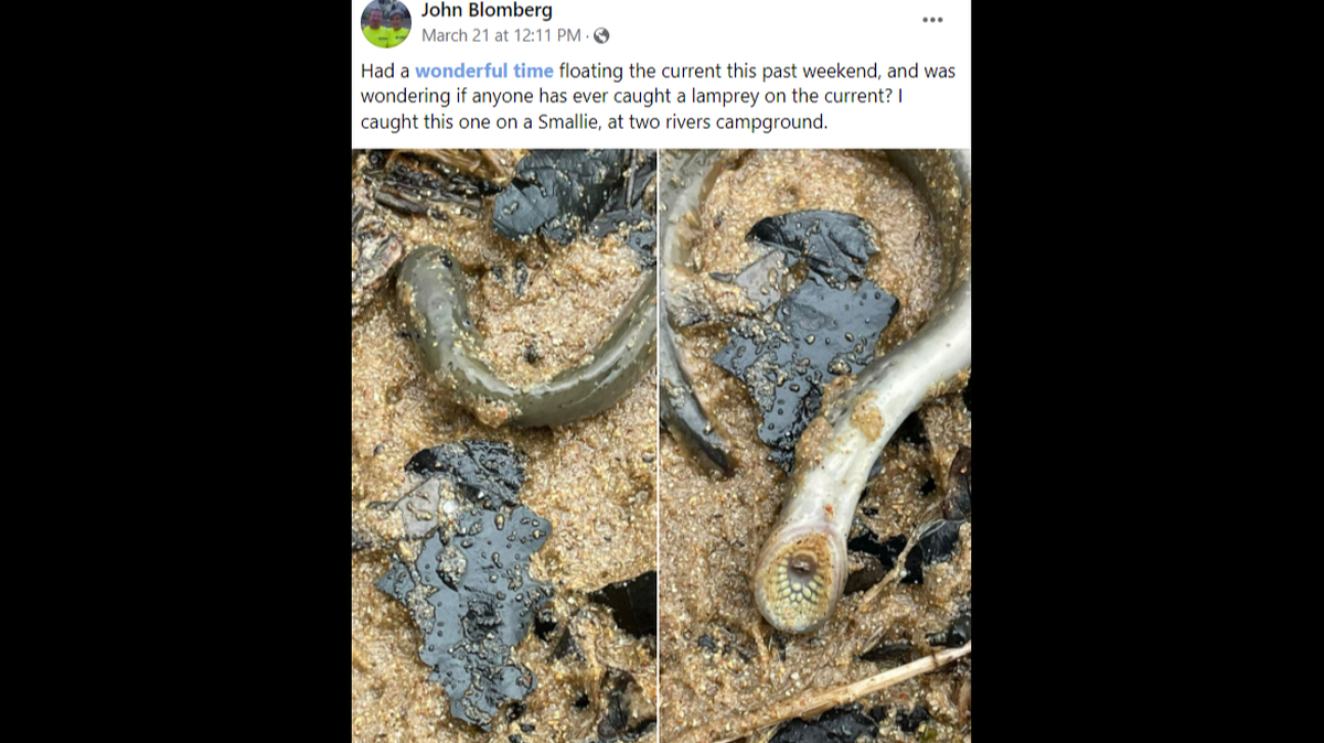 A Missouri fisherman had a smallmouth bass on the hook, but ended up reeling in a parasitic fish along with it.