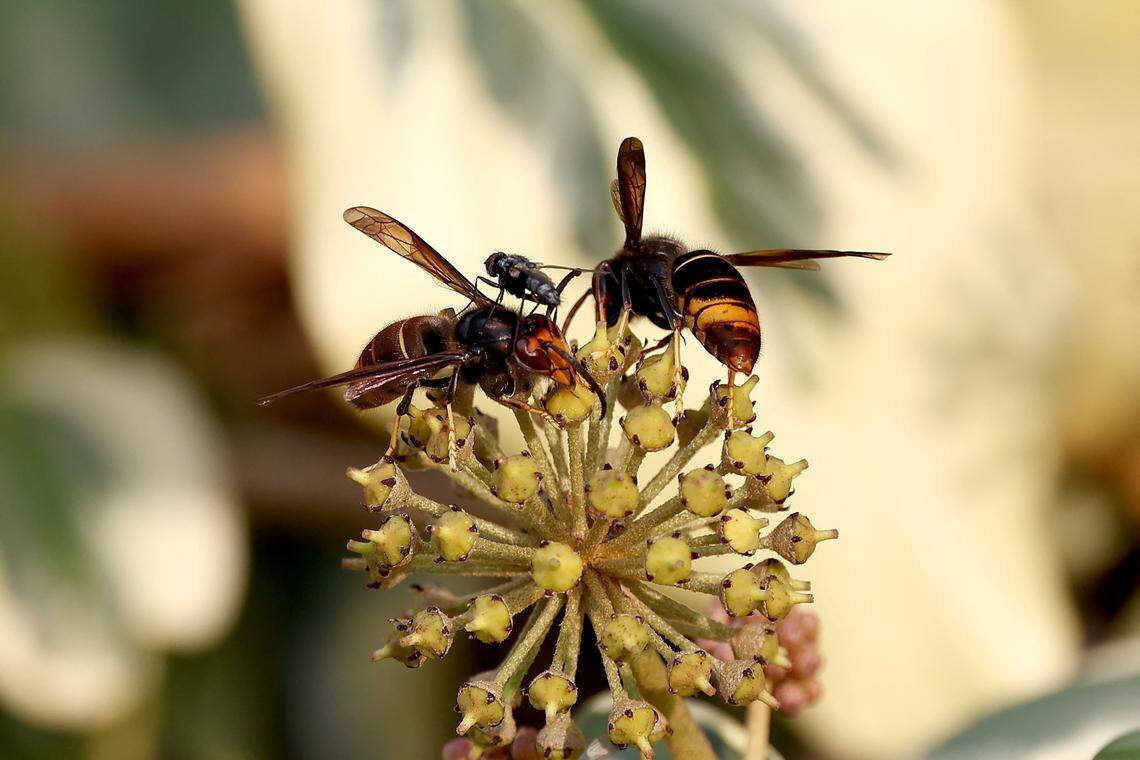 Wasps buzzing around on your GA porch or yard? Here’s how to keep them away