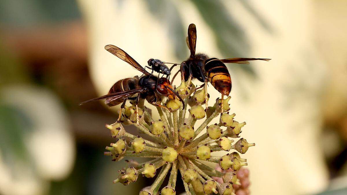 A wasp lands on a flower.