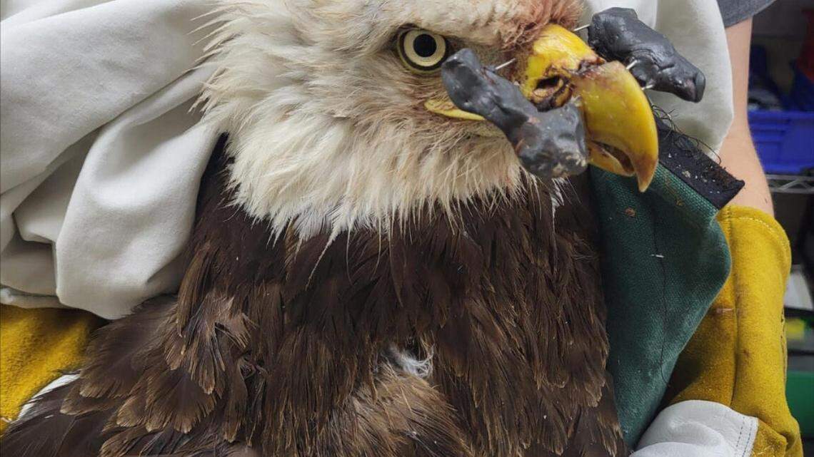 A bald eagle is recovering from its third surgery after it was shot in the beak, a Missouri sanctuary said. It needs a fourth surgery.