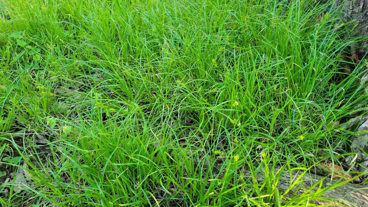 The grass-like texture that Leavenworth sedges provide is excellent for filling in small bare spots in an area of dry shade.