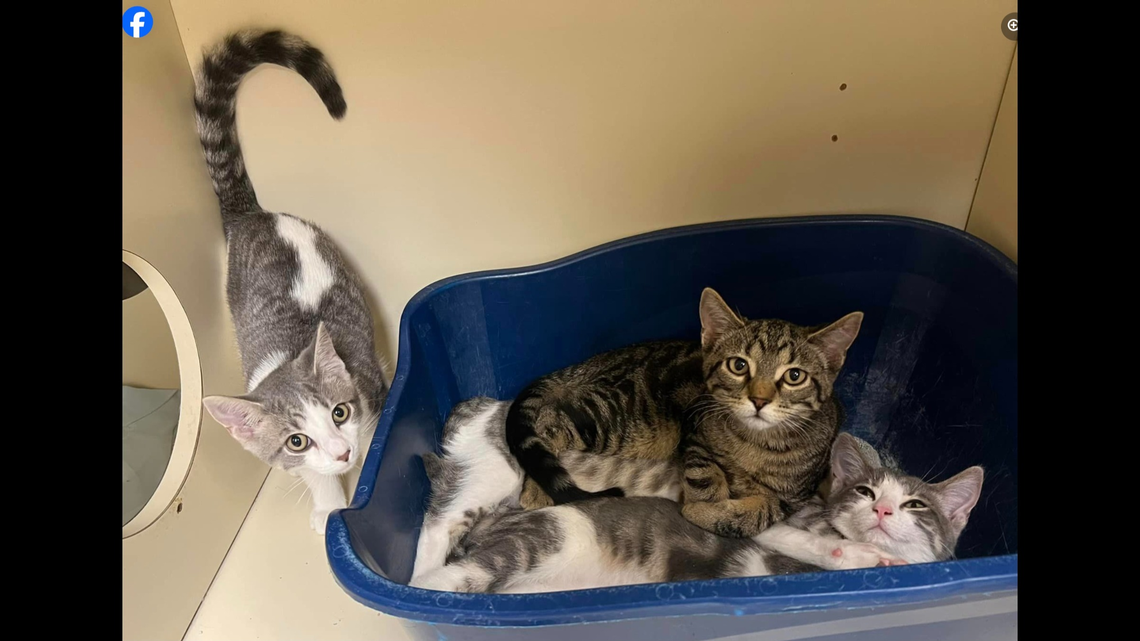 Nine terrified cats were “crammed” into two crates and left on the steps of an Iowa animal shelter. Now, they’re getting a second chance.