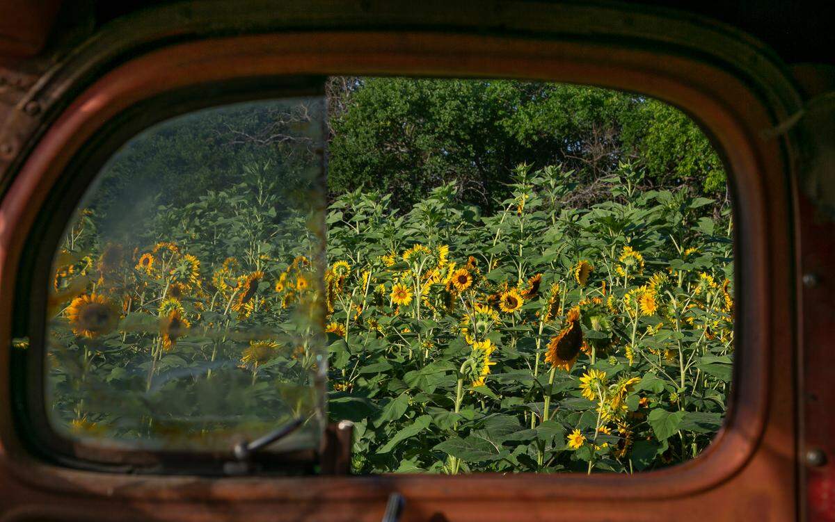 The KC Sunflower Fest was held at the KC Pumpkin Patch in Olathe in 2022.