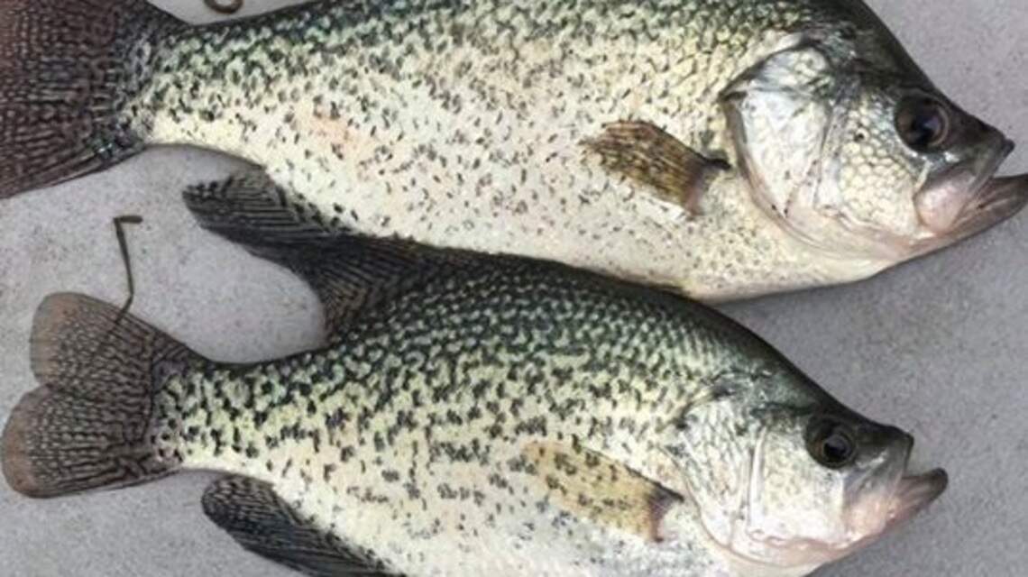 Fishing report: Cold front may have delayed crappie spawn, but it’s close at hand now
