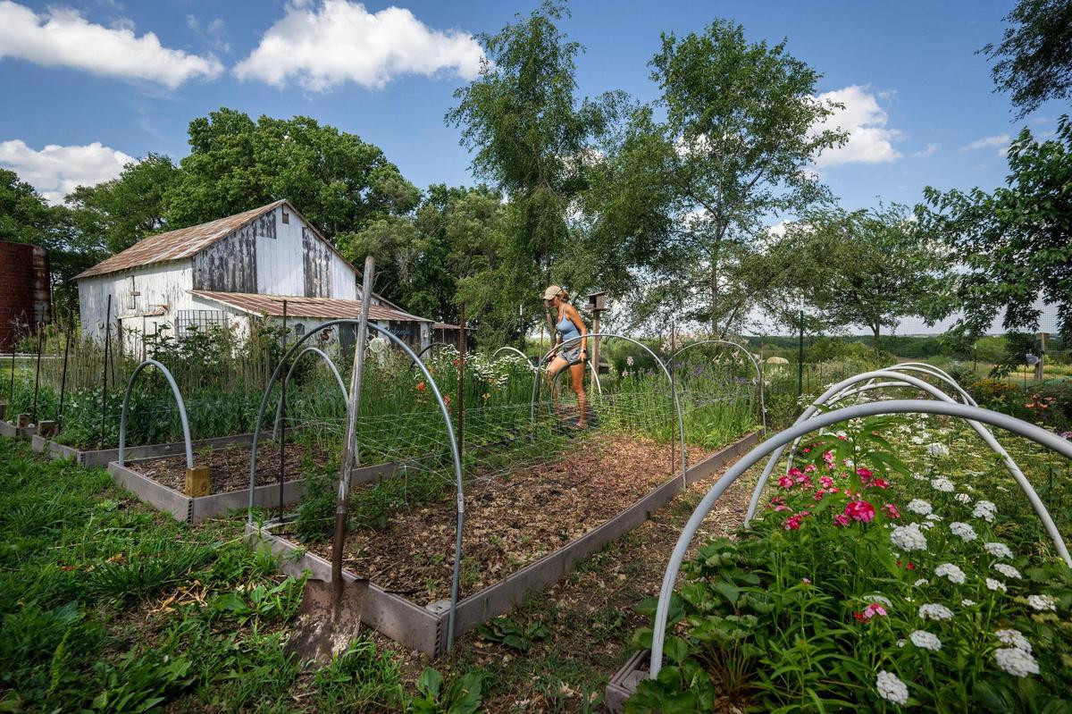 Ashley Hutchison tends to her speciality cut flower farm. In one of her beds, dianthus, right, are in bloom.