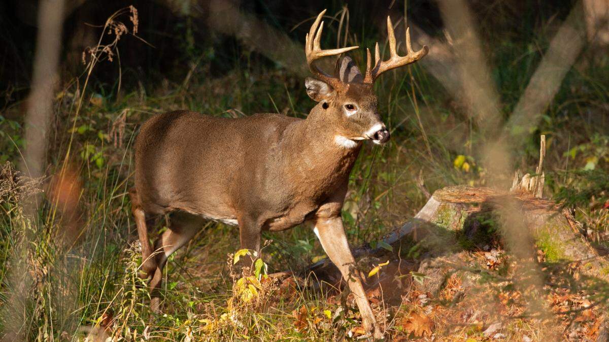 Eight deer were found dead and left to waste on Feb. 12 or Feb. 13 near Potlatch, Idaho, wildlife officials said. This is a file photo of an antlered white-tailed deer.