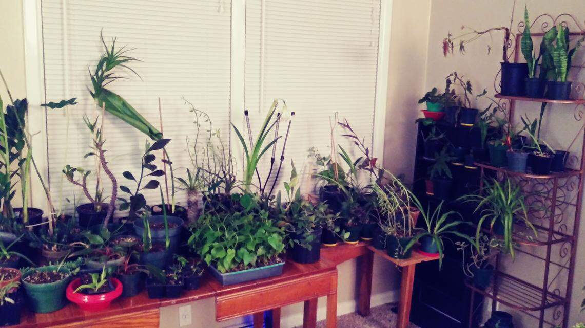 Gardening expert Marianne Binetti’s answers to your questions about houseplants