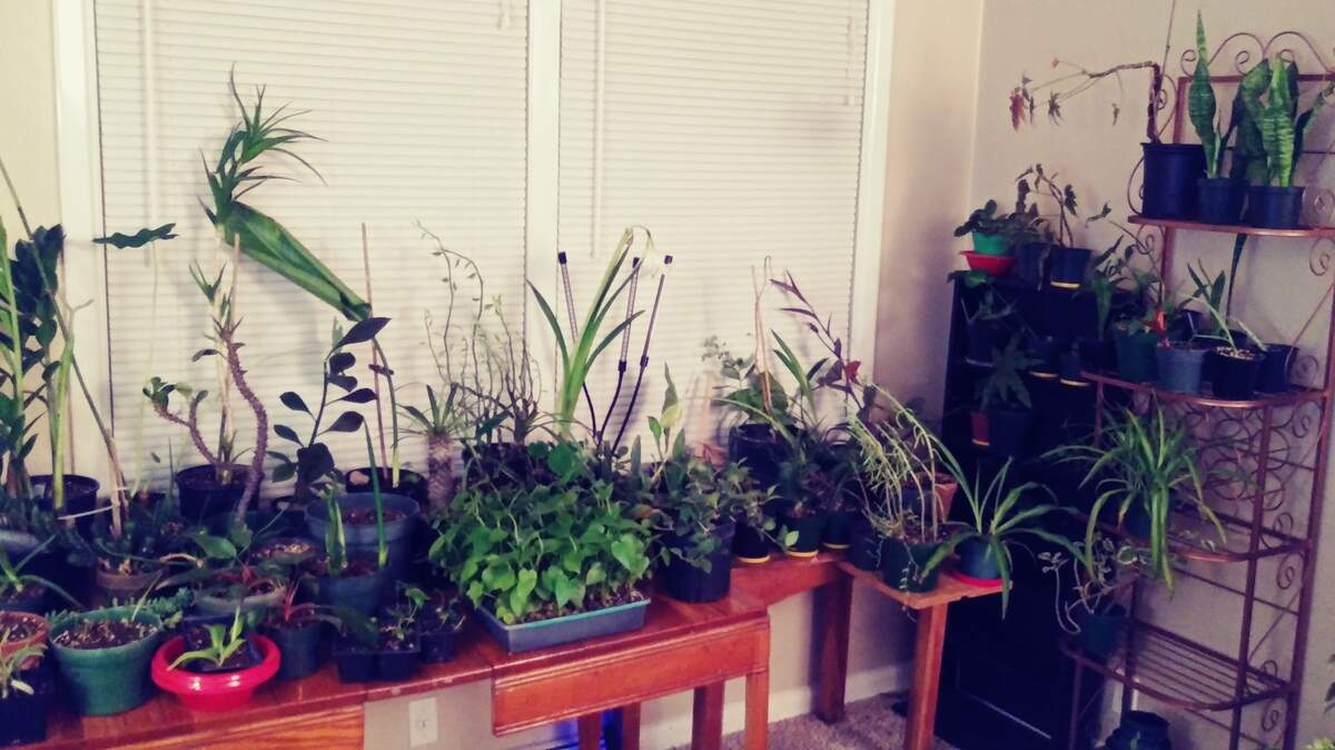Getting the best light for houseplants newly moved indoors is crucial to maintaining their shape and color.