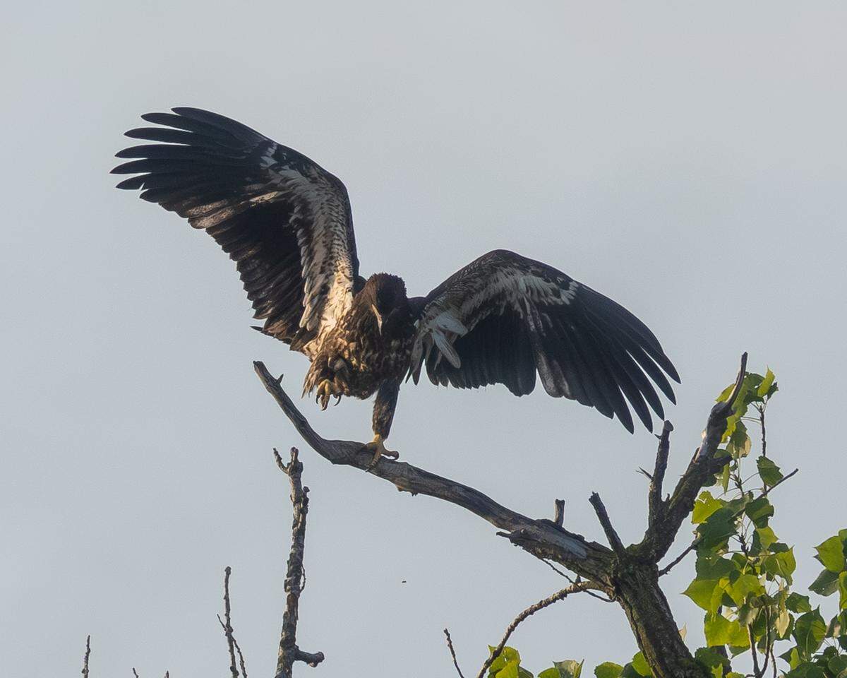 Star fell out of her nest on Friday, Aug. 1, near Grandview Heights. 