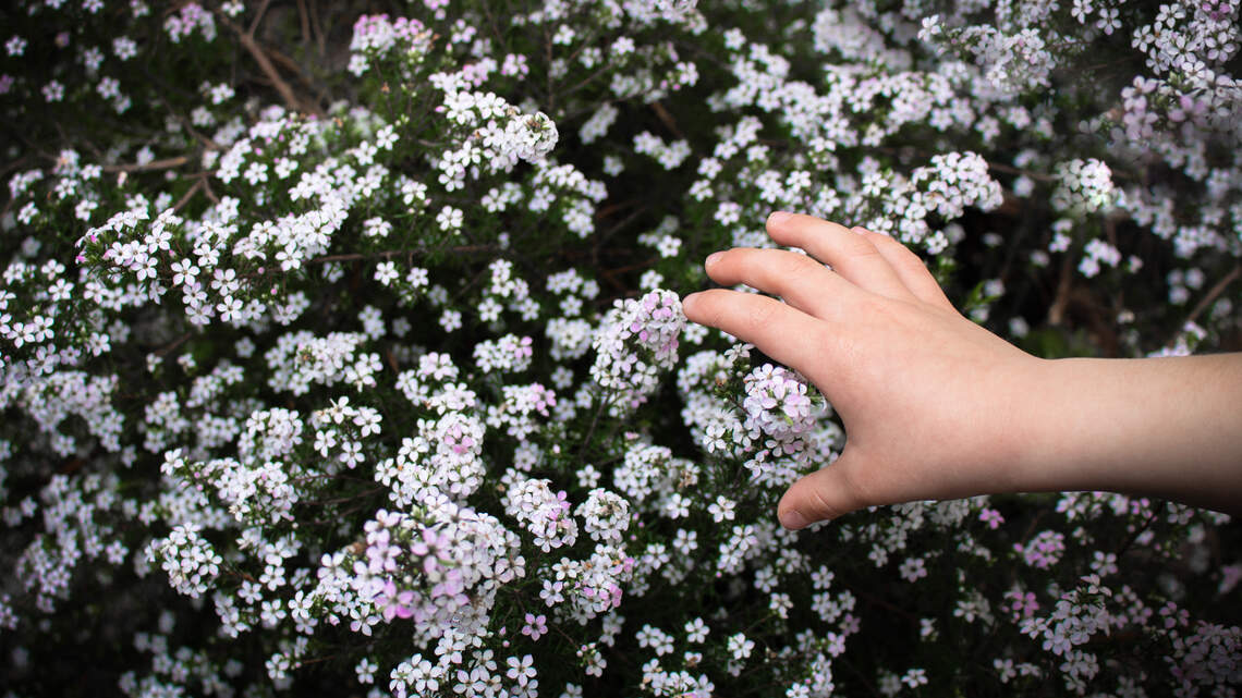 How sensory gardens create peaceful outdoor spaces that support relaxation and well-being